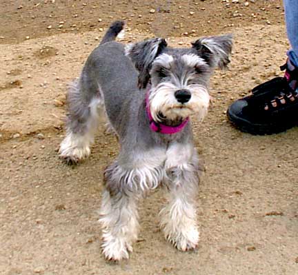 Dogs Hair Cuts Style on Http M5x Eu Miniature Schnauzer Haircut Styles