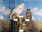 Owl Display