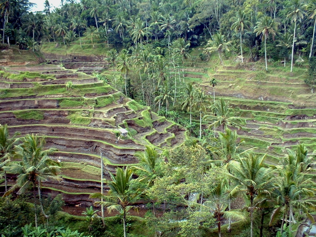 Rice Terraces in Bali, Indonesia