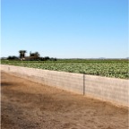 Vegetable fields