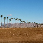 Palms